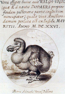 Van_den_Venne_dodo-1