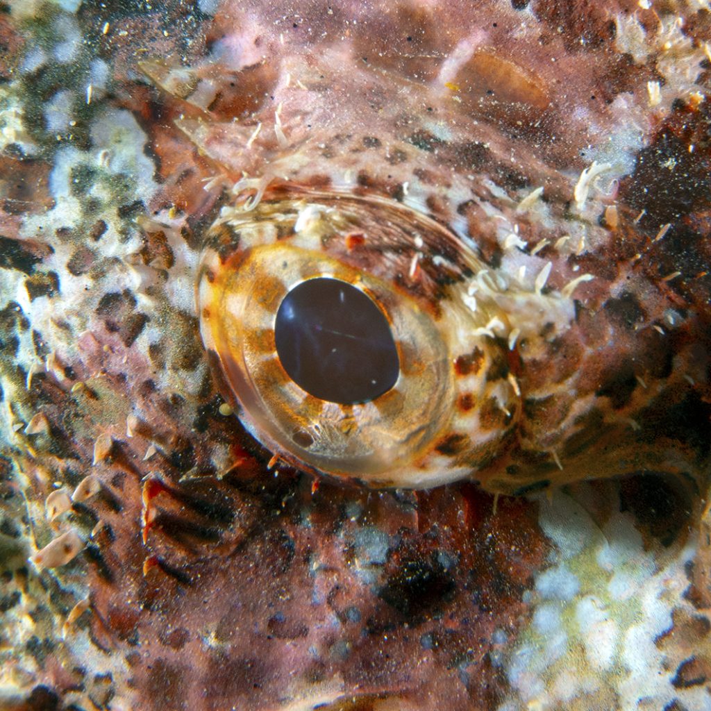 L'œil d'un espion (poisson-scorpion) / I spy (eye of a scorpionfish)