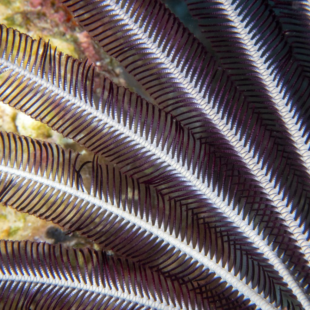 Crinoïde ou comatule / Crinoid or feather star