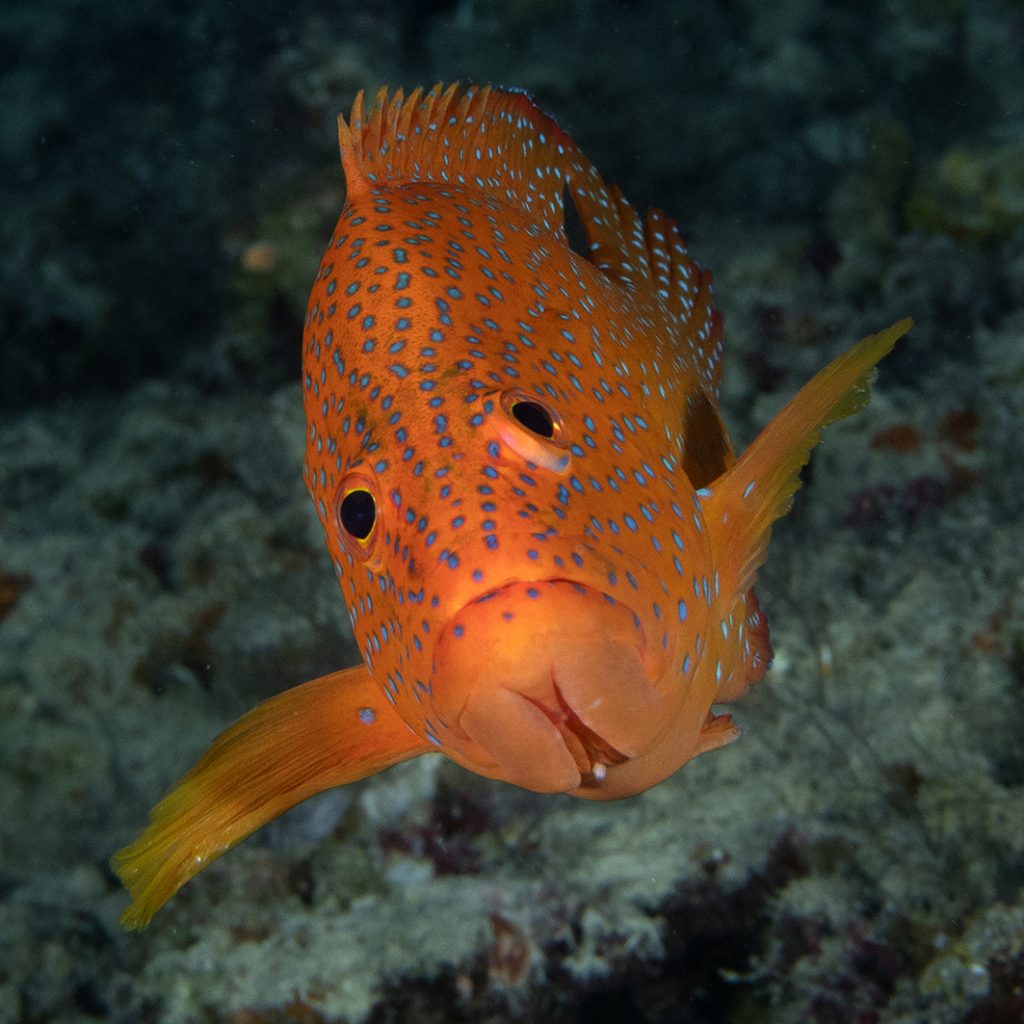 Un petit mérou méfiant / A wary small grouper