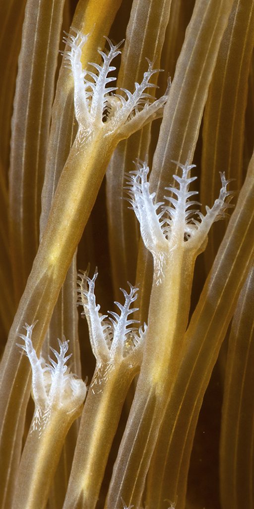 Détail des polypes / Detail of the polyps