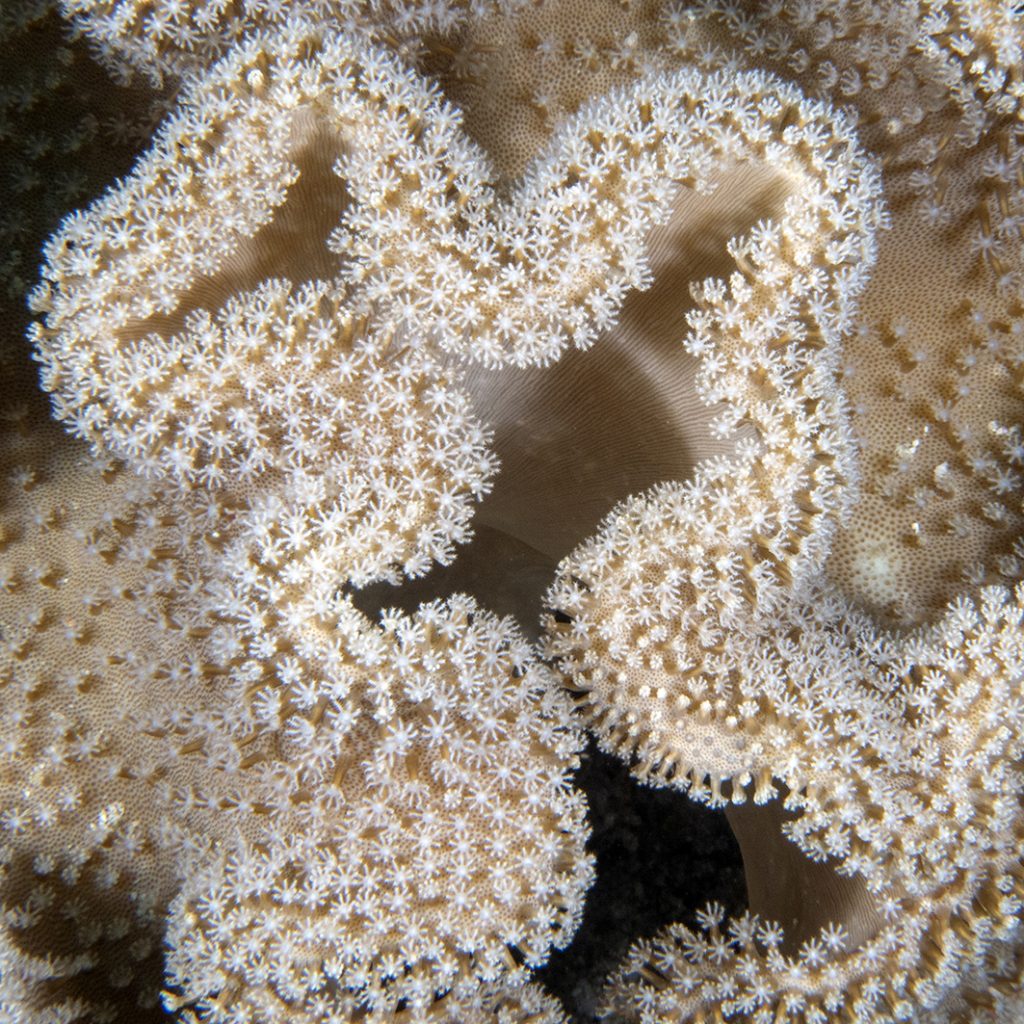 Un corail mou Sarcophyton / A Sarcophyton soft coral