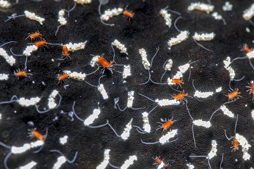 Sur la surface d'une éponge, de minuscules vers tubicoles et de tout petits crustacés amphipodes / On the surface of a sponge, tiny tube-dwelling worms and minute amphipod crustaceans