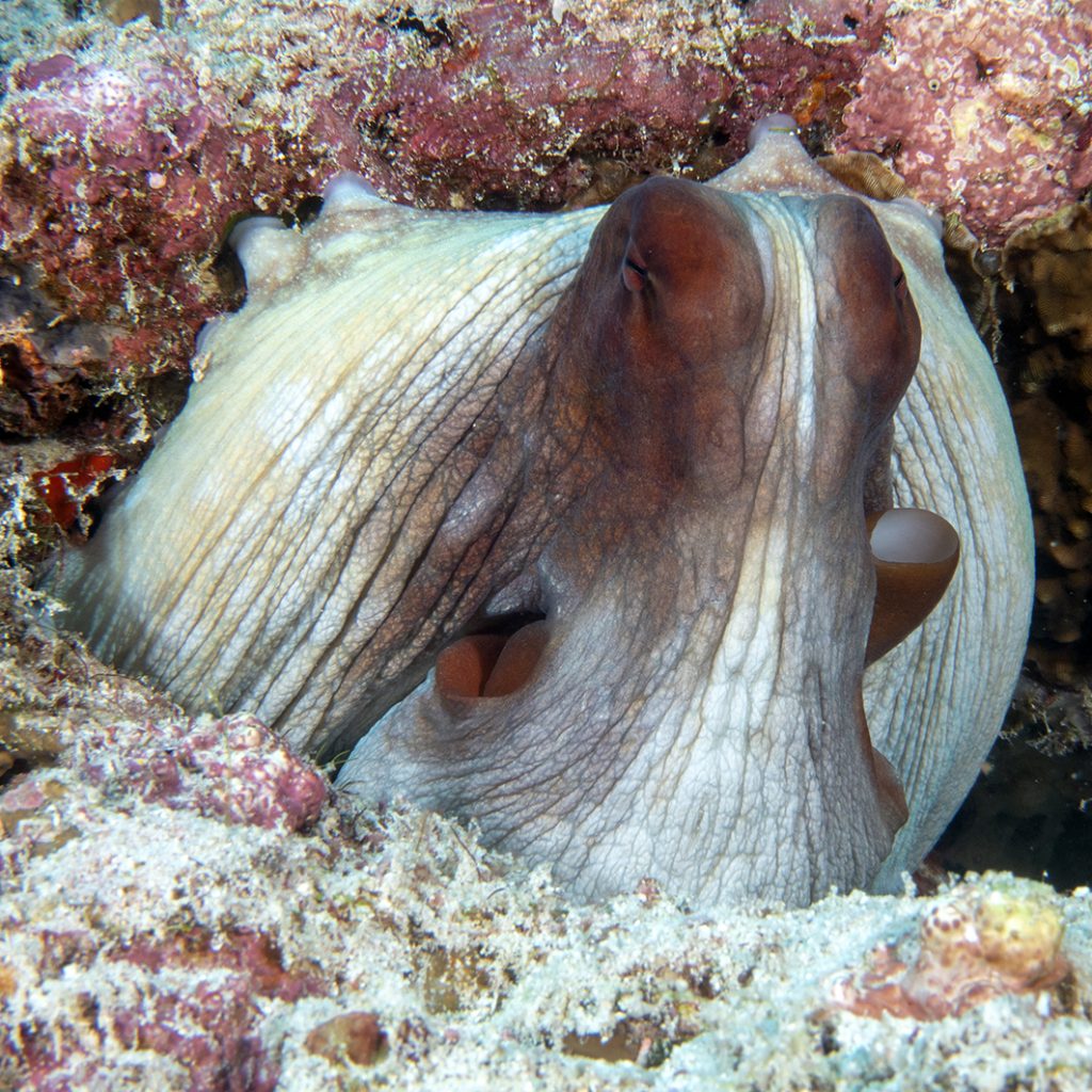 Un poulpe / An octopus