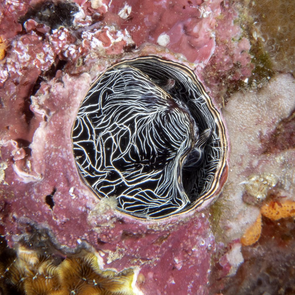 Le vermet est un mollusque gastéropode qui vit dans un tube / Vermetids are tube-dwelling sea snails