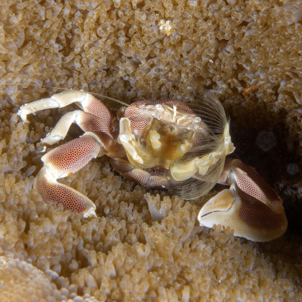 Un crabe porcelaine filtrant le plancton à l'aide de ses pattes transformés en ‘filet’ / A porcelain crab filtering plancton with its legs turned into ‘nets’