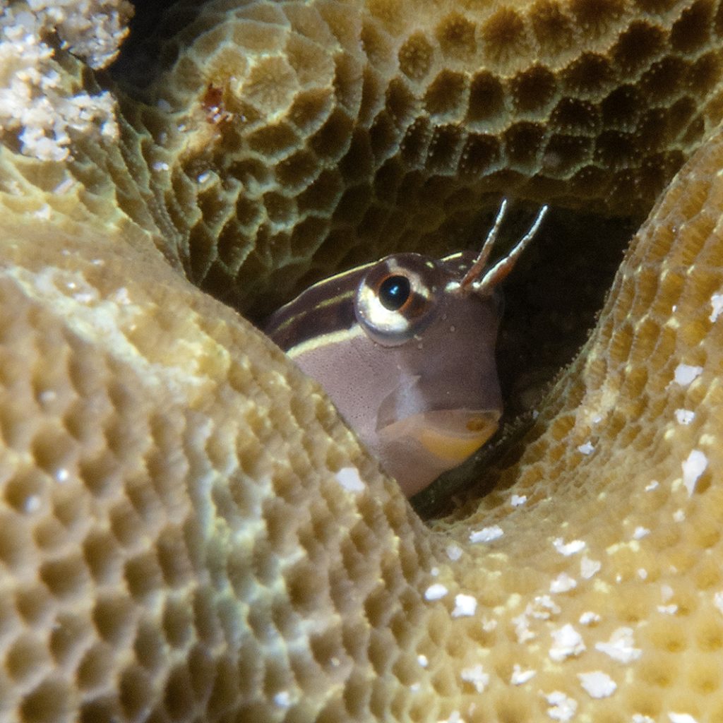 Un petit blennie observe le photographe / A small blenny keeping an eye on the photographer