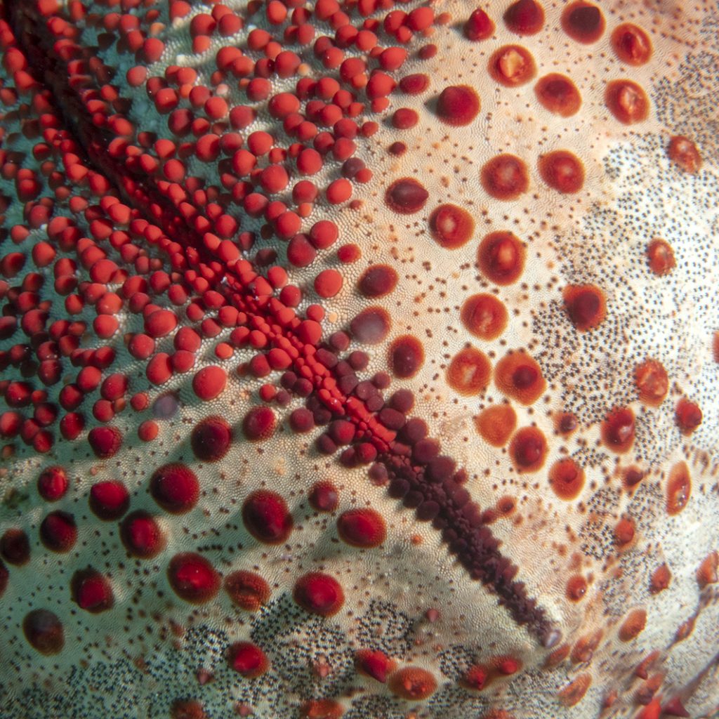 Détail d'étoile de mer coussin / Detail of a cushion star