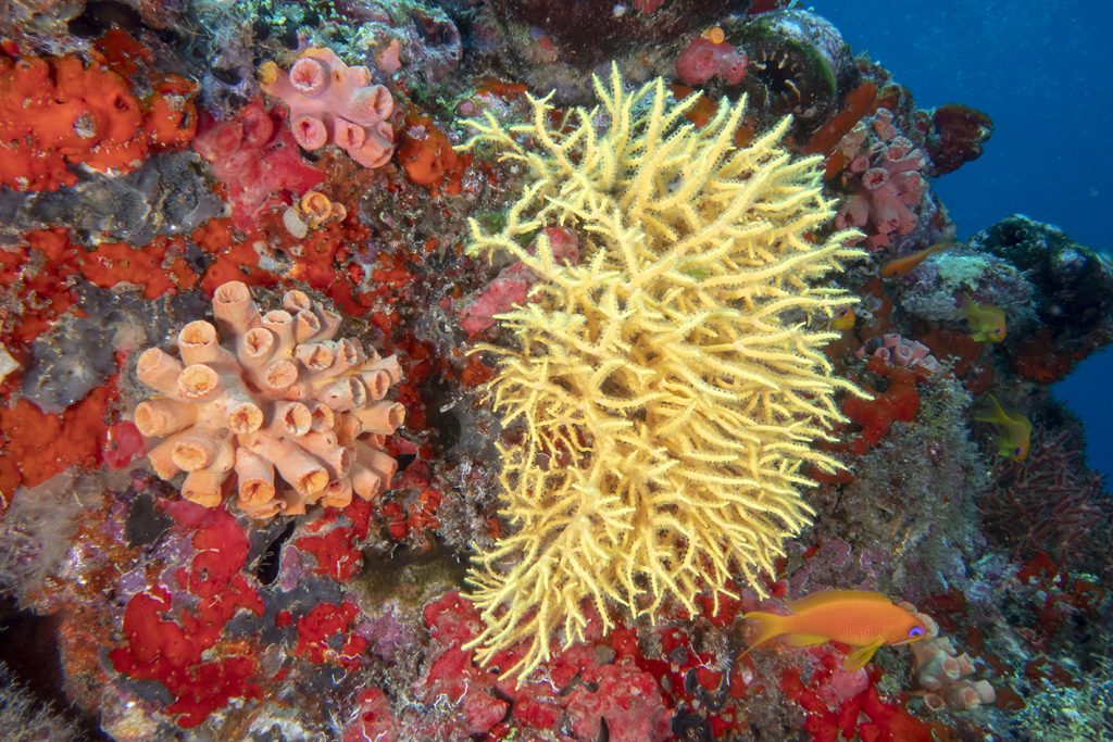 des coraux durs, des coraux mous, de petits poissons récifaux et un festival de couleurs ! / Hard corals, soft corals, tiny reef fishes and colours, colours, colours!