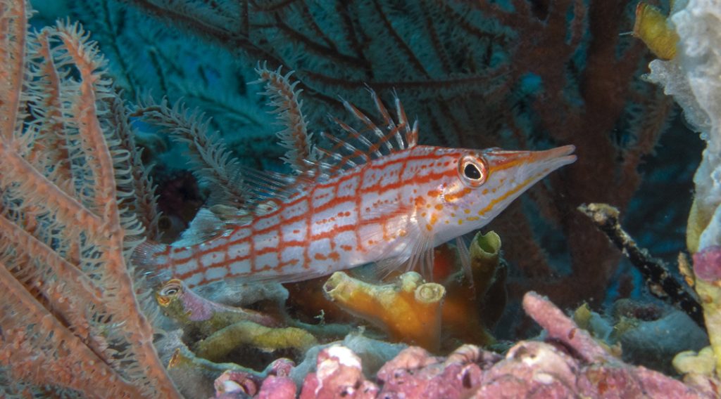 Un épervier à long nez dans sa jungle / A longnose hawkfish in his jungle