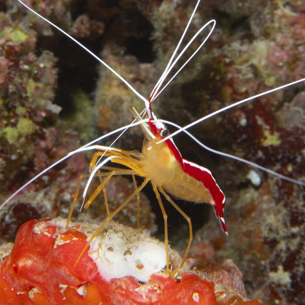 La crevette nettoyeuse d'Ambon est plutôt rare / The Ambon cleaner shrimp is rather seldom