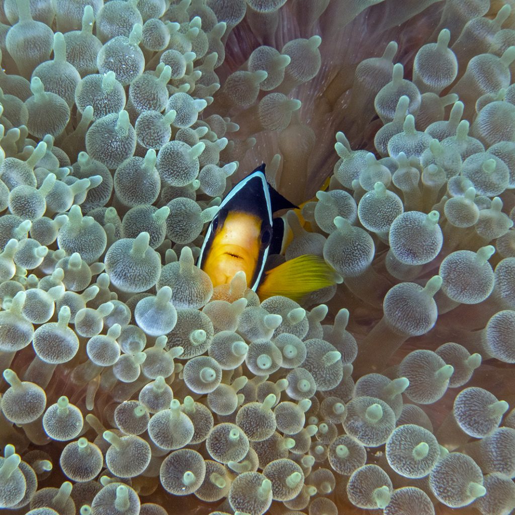 Un poisson-clown dans son bain à bulles / Clownfish taking a bubble bath