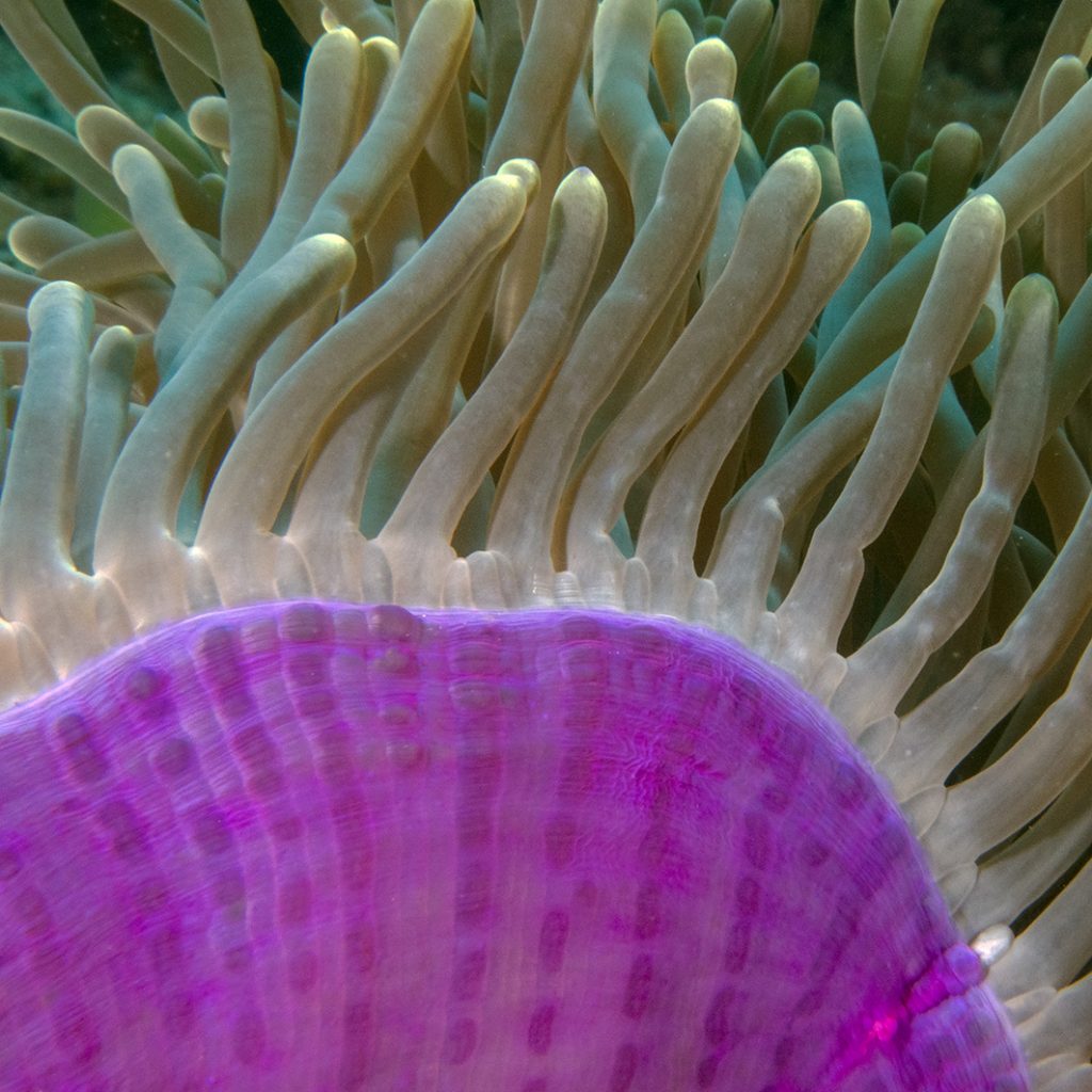 Palette de couleurs d'une anémone géante / The colours of a giant anemone