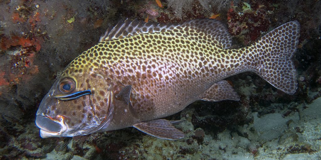 Toilettage d'un gaterin gâté / A sweetlips being pampered