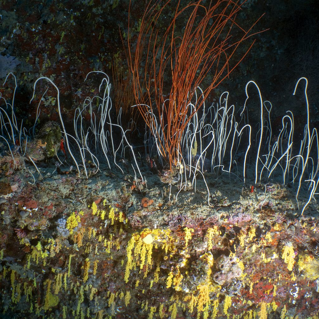 Au site ablé, des gorgones qui s'élèvent au-dessus du substart. Sur le mur, dépoiurvu de sédiment, ddes alcyonaires, beaucoup plus sensibles. / ppelé ‘Yellow Wall’, une belle leçon biologique : sur un plateau ensa