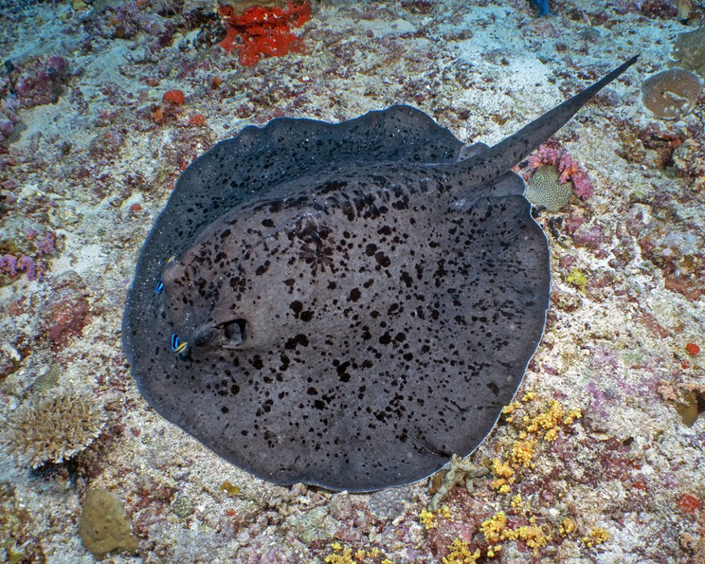 Deux labres nettoyeurs s'occupent de leur client - une grande raie marbrée / Two cleaner wrasses are busy with their customer - a giant marbled ray