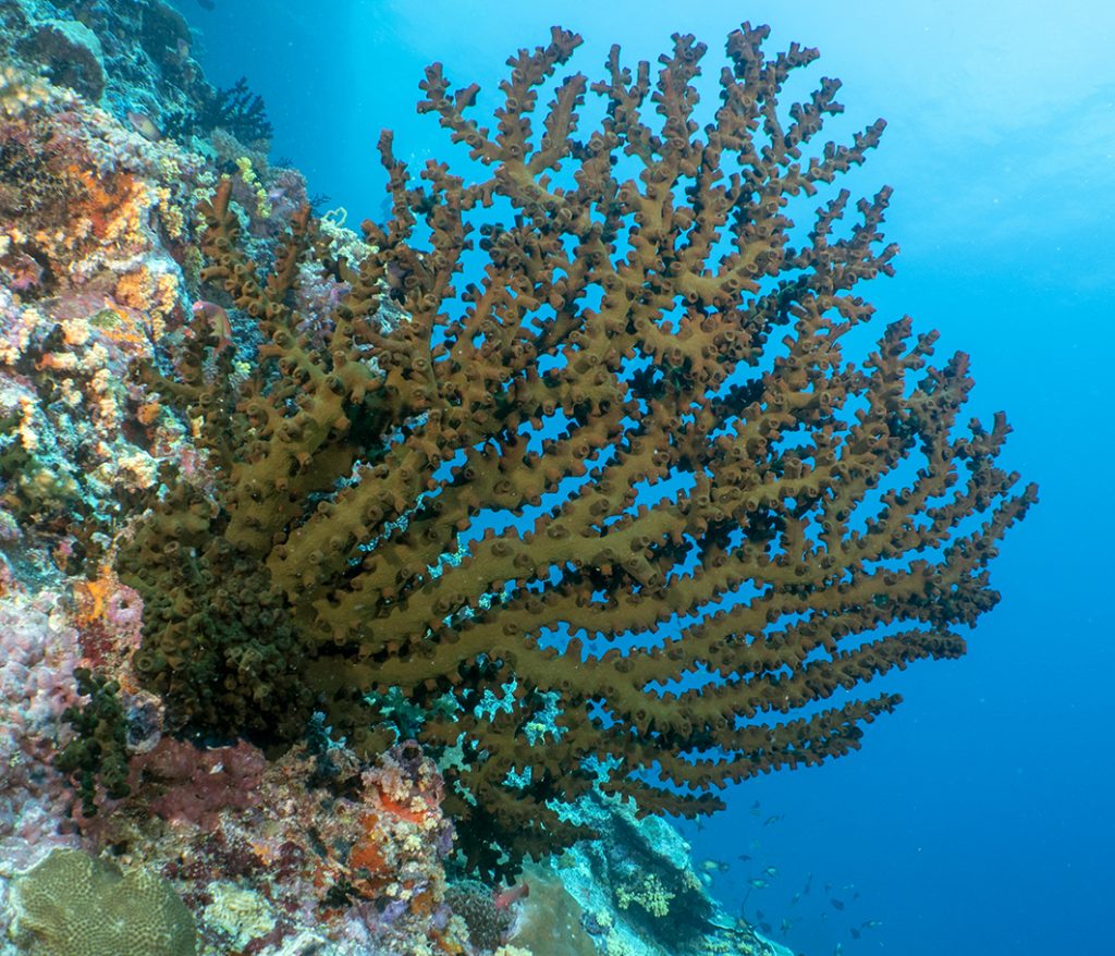 Lde corail ramifié Tubastraea micranthus vit dans des endroits exposés à de forts courants / The stony coral Tubastraea micranthus lives in sites with a strong current