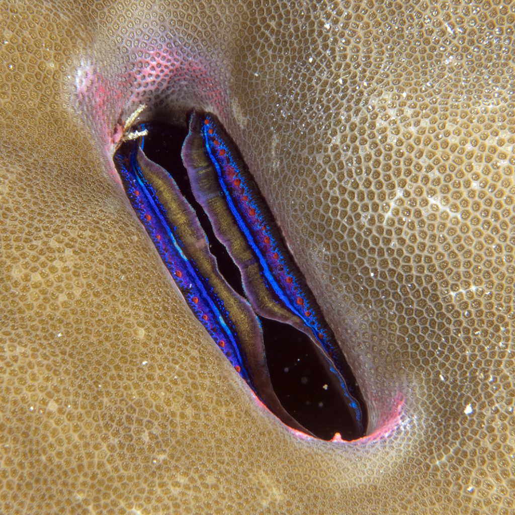Une petite huître corallicole - les petites billes rouges sur le bord du manteau sont ses yeux / A small coral oyster - the tiny red spheres on the mantle edge are its eyes