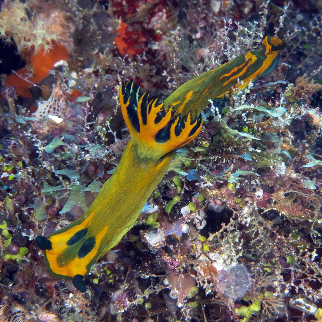 Un mollusque nudibranche rampe sur le fond à la recherche de nourriture / A nudibranch sea snail glides over the bottom searching for food