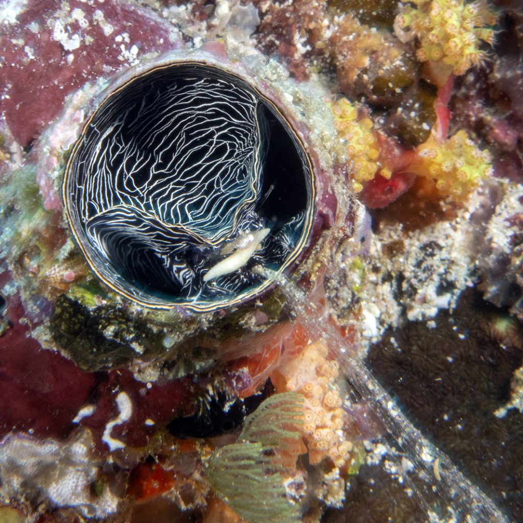 Le vermet est un mollusque gastéropode qui attrape des particules du plancton avec son filet de bave / This vermetid sea snail captures plancton with its slimy net
