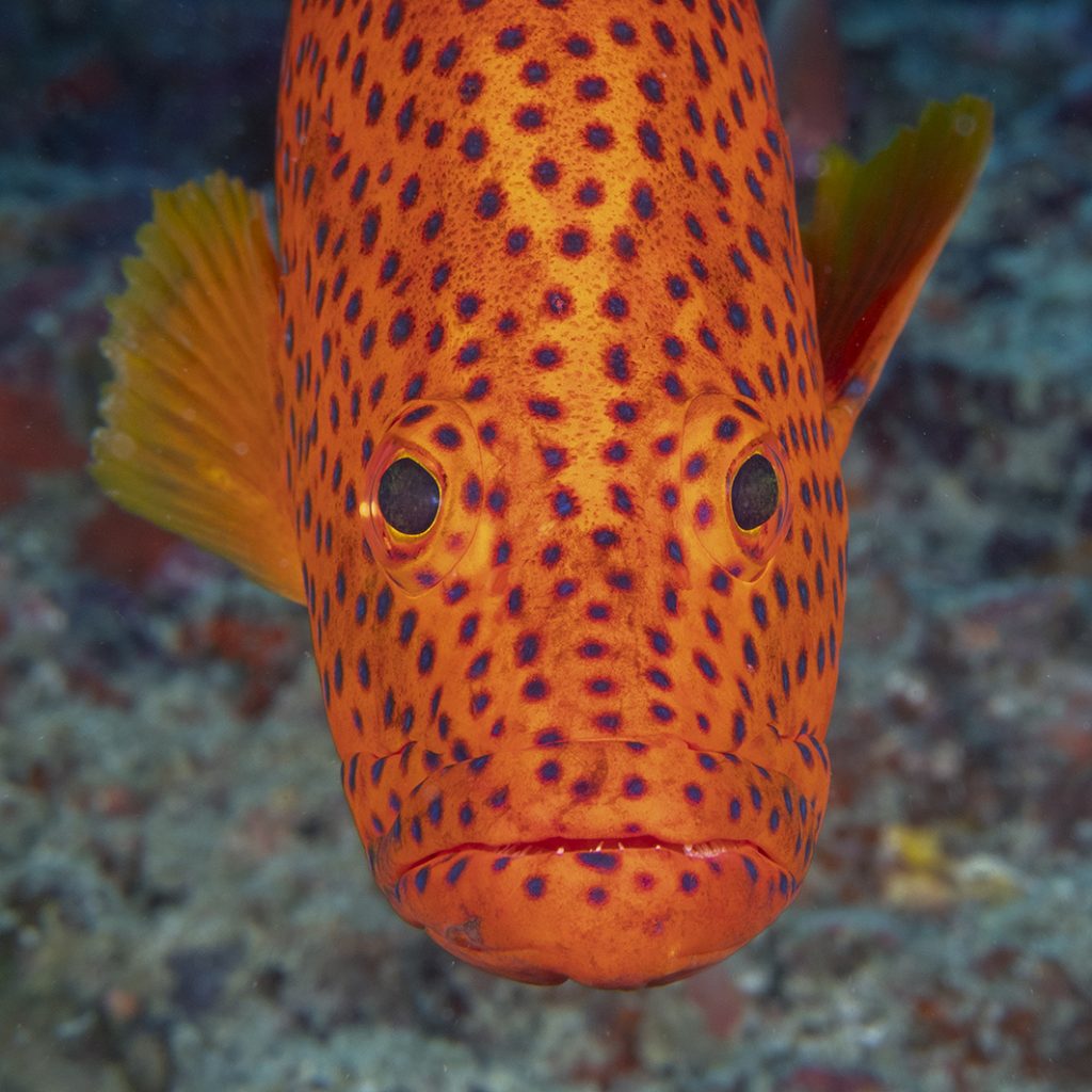 Un petit mérou timide / A small shy grouper