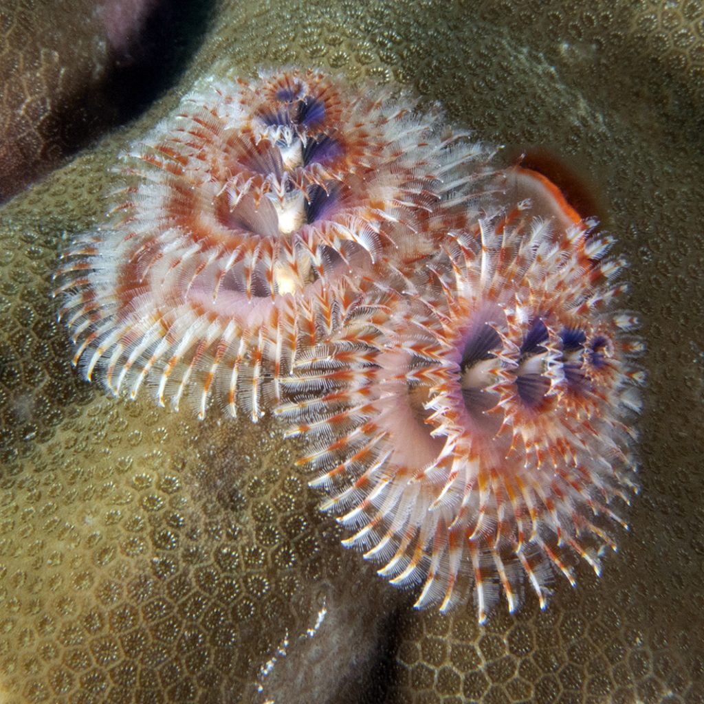 Un ver tubicole. Comme l'espèce précédente, il s'agit d'un filtreur / A tube-worm. Like the preceding species, this is a filter feeder.