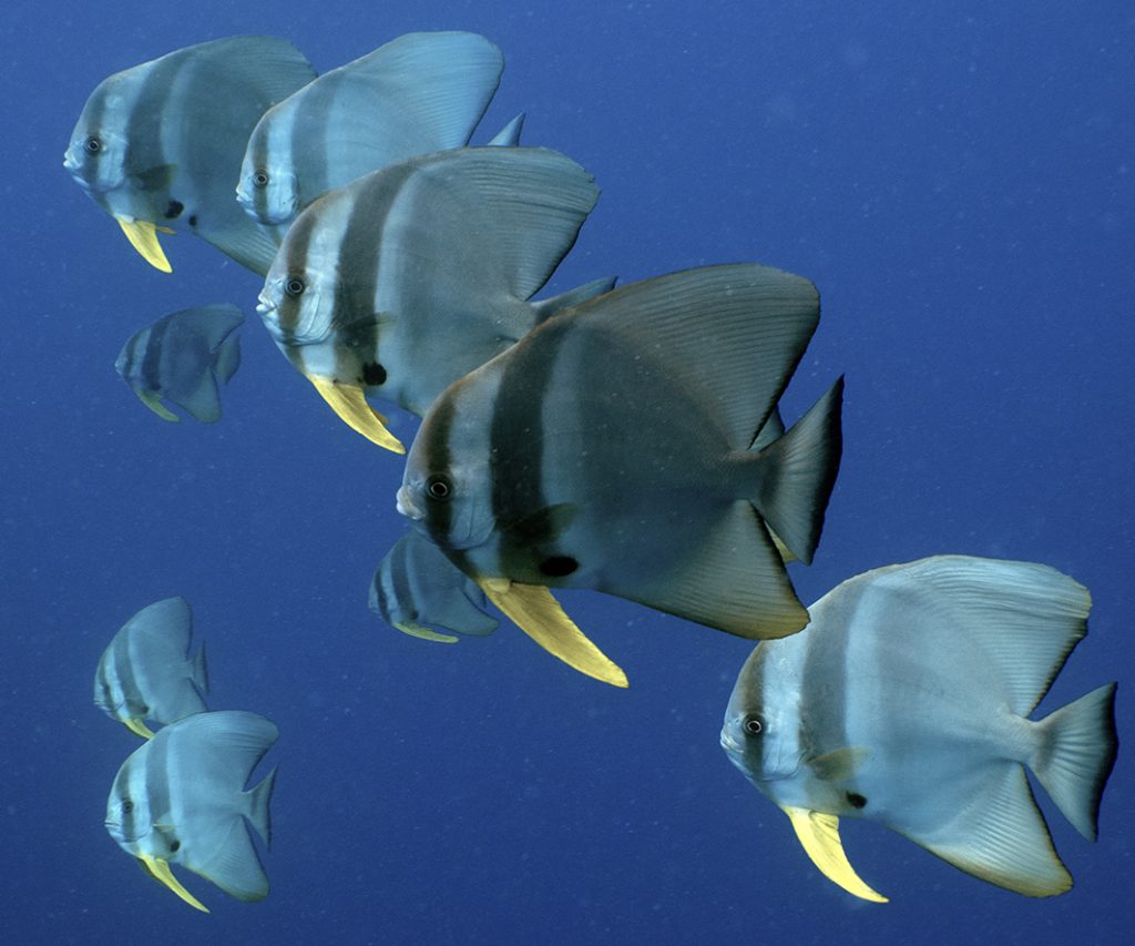 Au palier, nous sommes accueillis par un banc de platax / At our safety stop, we are welcomed by a school of batfish