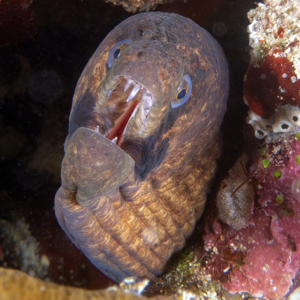 …et une murène plus défensive / …and a more defensive moray