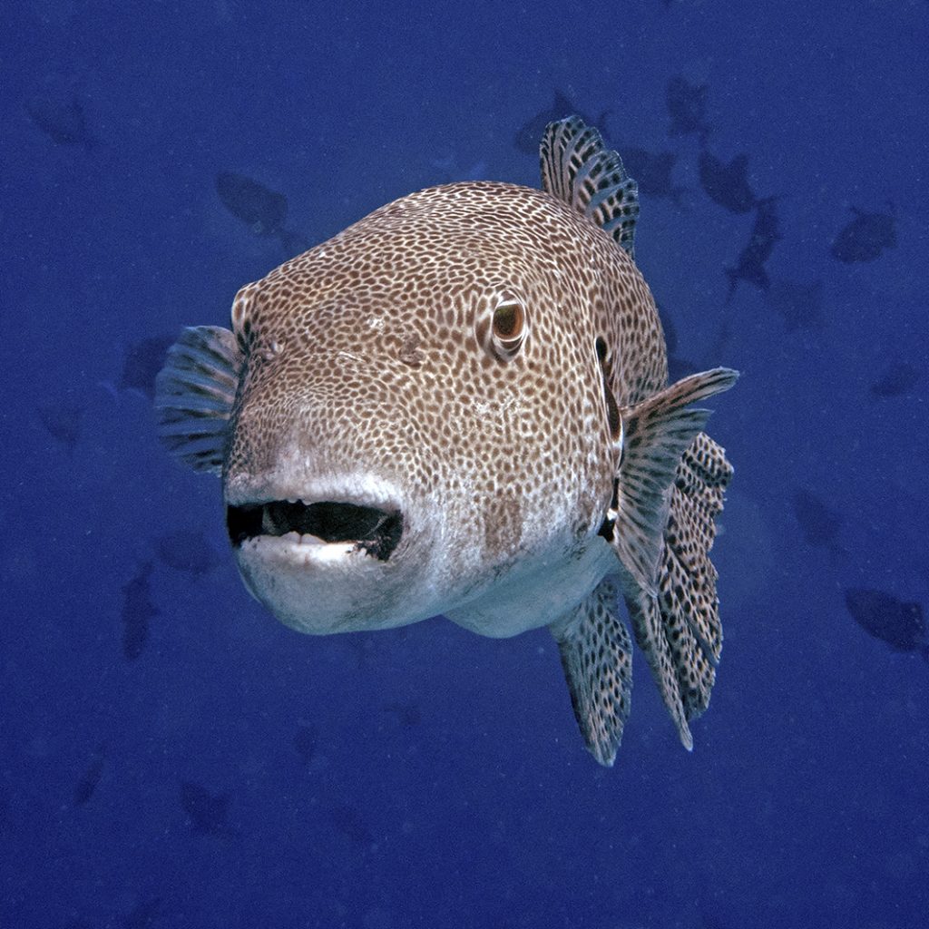 Un poisson-ballon / A pufferfish