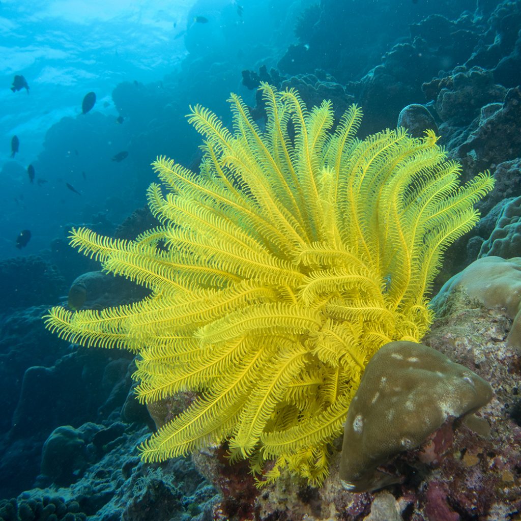 Les comatules (ou crinoïdes) sont des filtreurs / Crinoids (or feather stars) are filter-feeders