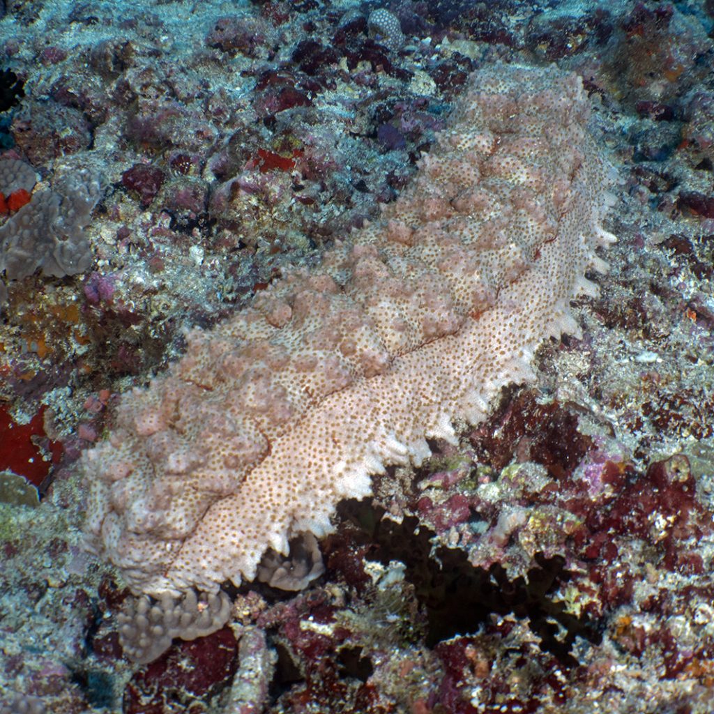 Les holothuries (ou concombres de mer) ne sont pas les animaux les plus sexy des océans ! / Holothurians (or sea cucumbers) aren't exactly thew ocean's most sexy animals!