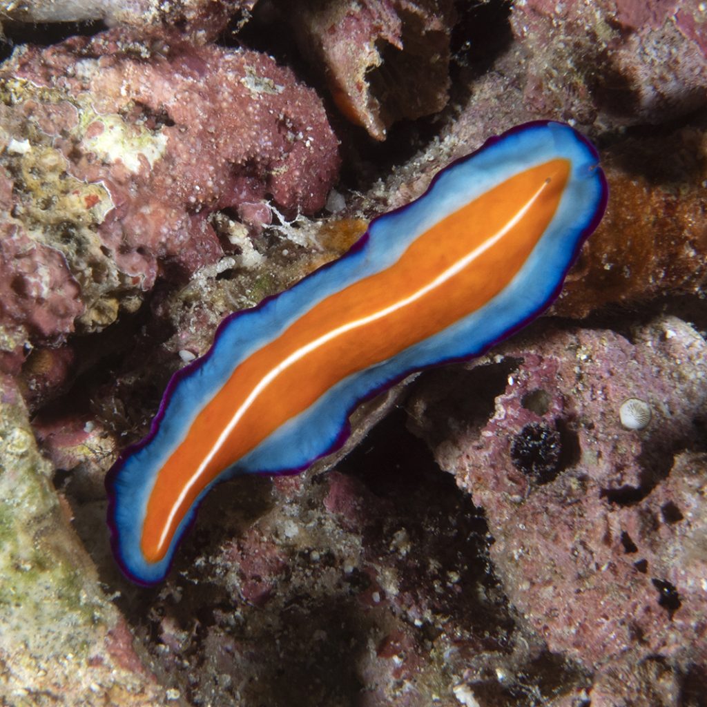 Un ver plat / A flatworm