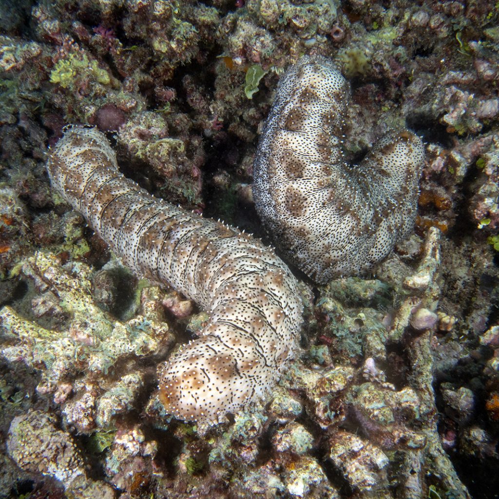 Pourtant, ils sont nécessaires pour nettoyer les fonds marins / However, they are needed for cleaning the bottom of the sea