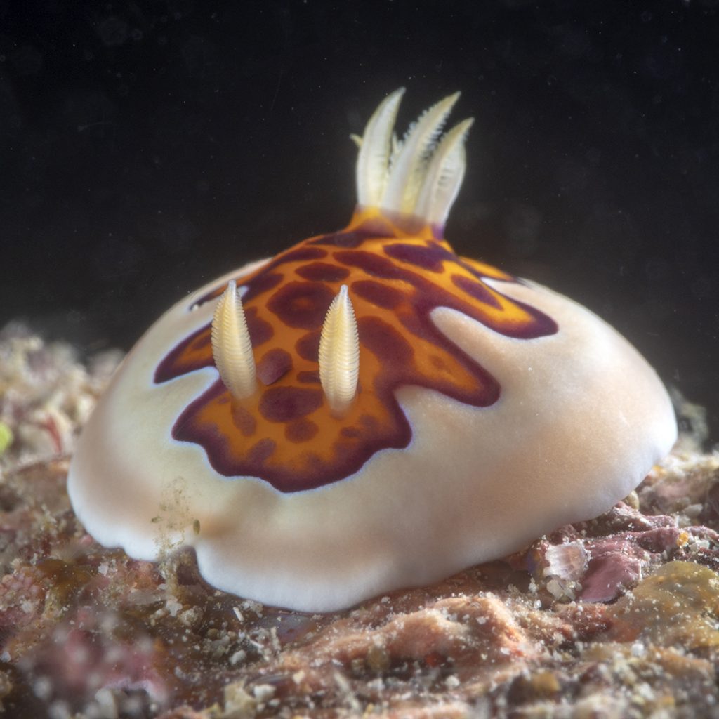 Un mollusque nudibranche dans toute sa splendeur / A nudibranch snail in all its glory