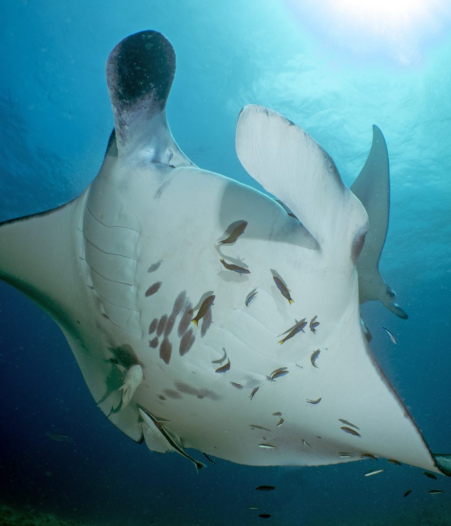 Le ballet des raies manta / Manta ray balet