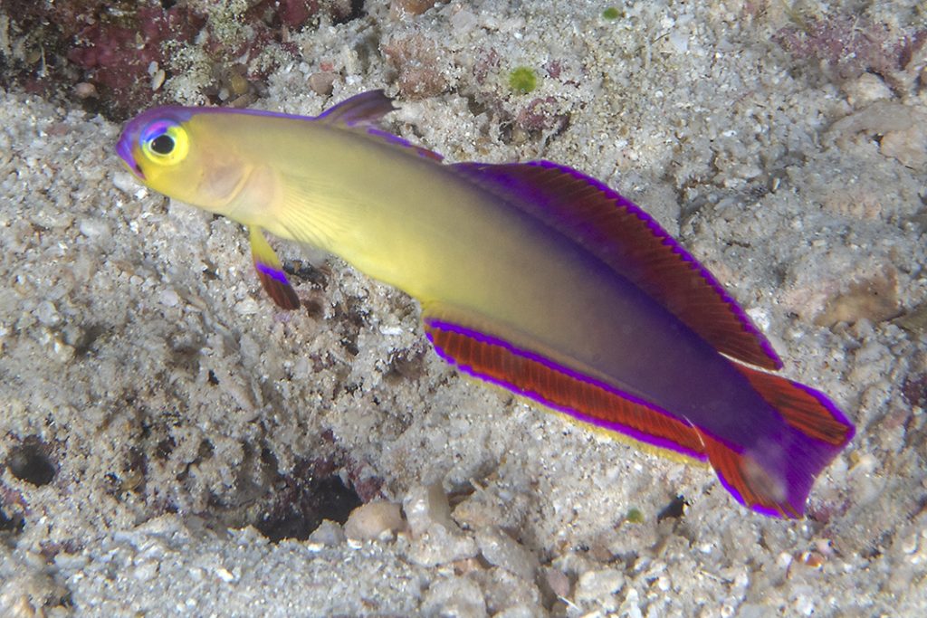 L'éleotris décoré est un petit poisson plutôt rare et très craintif / The elegant firefish is seldom seen and very shy