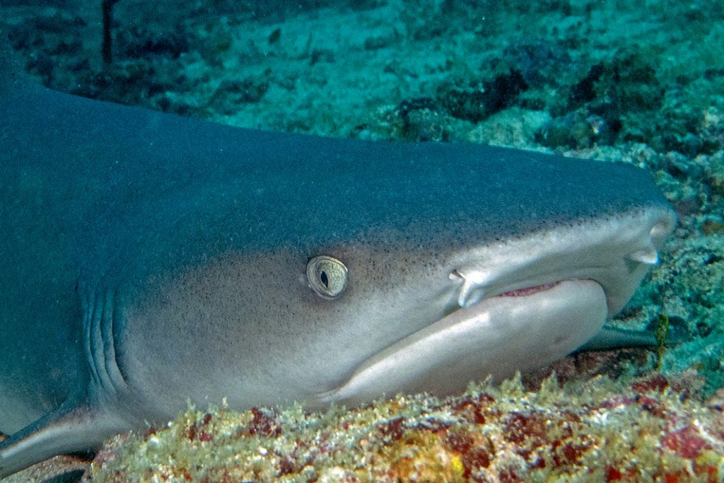 Requin faisant la sieste / Shark taking a nap