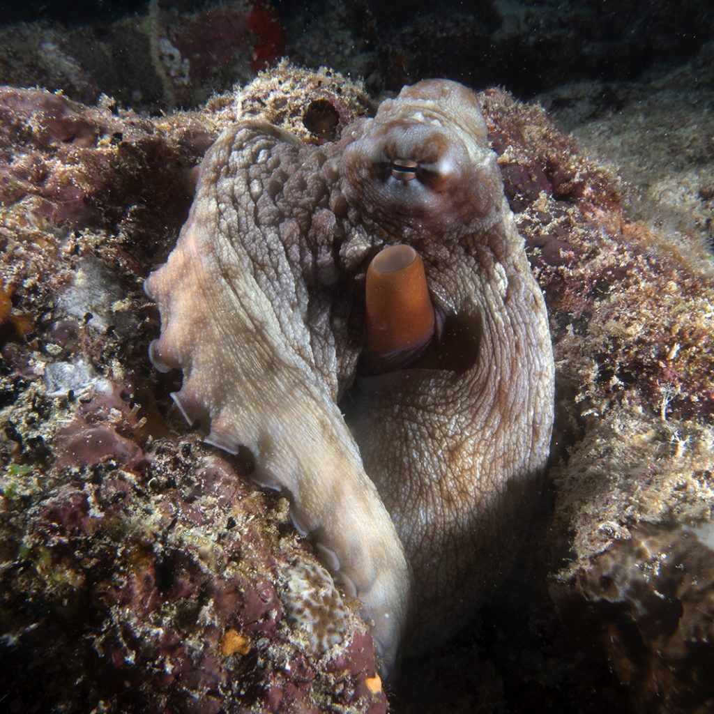 Un poulpe / An octopus