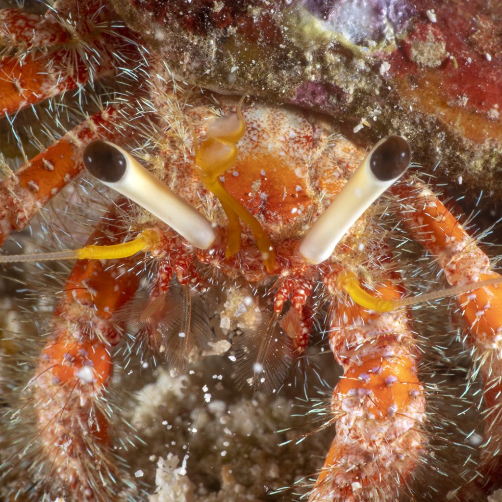 Un bernard l'ermite / A hermit crab