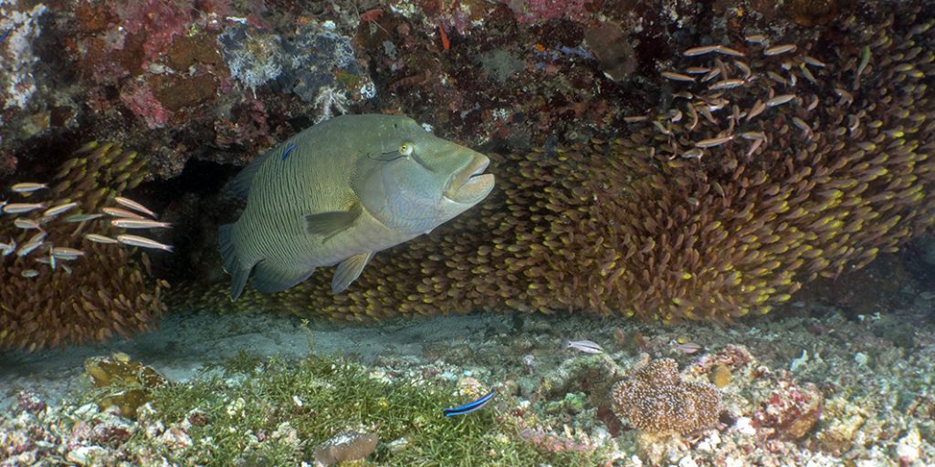 Le coup de bol du jour : un napoléon traverse le banc des poissons-hachettes / The lucky shot of the day: a napoleon wrasse swims through the school of sweepers