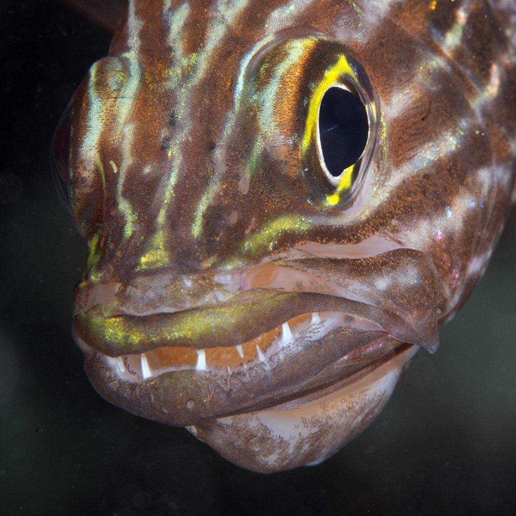 Apogon mâle incubant les œufs dans la bouche / Male cardinalfish mouthbreeding its eggs 