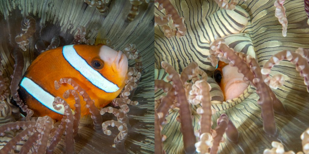 Pour vivre bien, vivons cachés ! Ce poisson-clown n'hésite pas à se cacher entièrement à l'intérieur de son anémone ! ••• Living in hiding: This clownfish hides completely inside its protecting anemone!