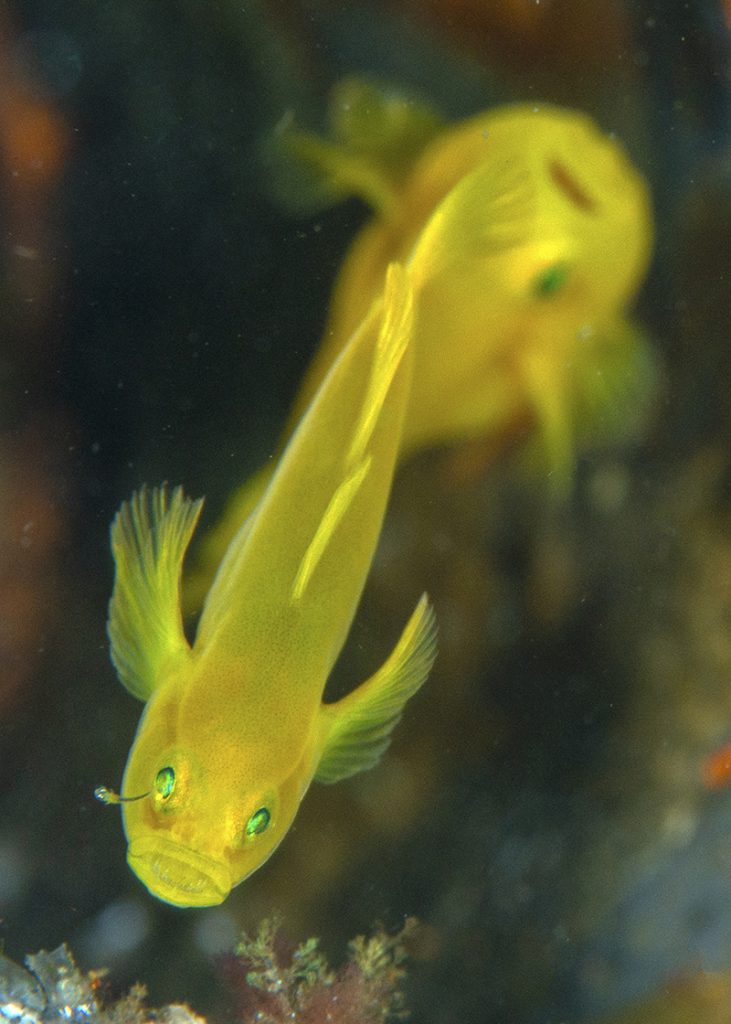 Un couple de gobie corail jaune (adultes de 3 cm) protège sa progéniture (un petit est visible près de l'œil du premier) ••• A pair of yellow coral goby (adults measure 3 cm) protects its offspring (a baby is visible near the eye of the first one)