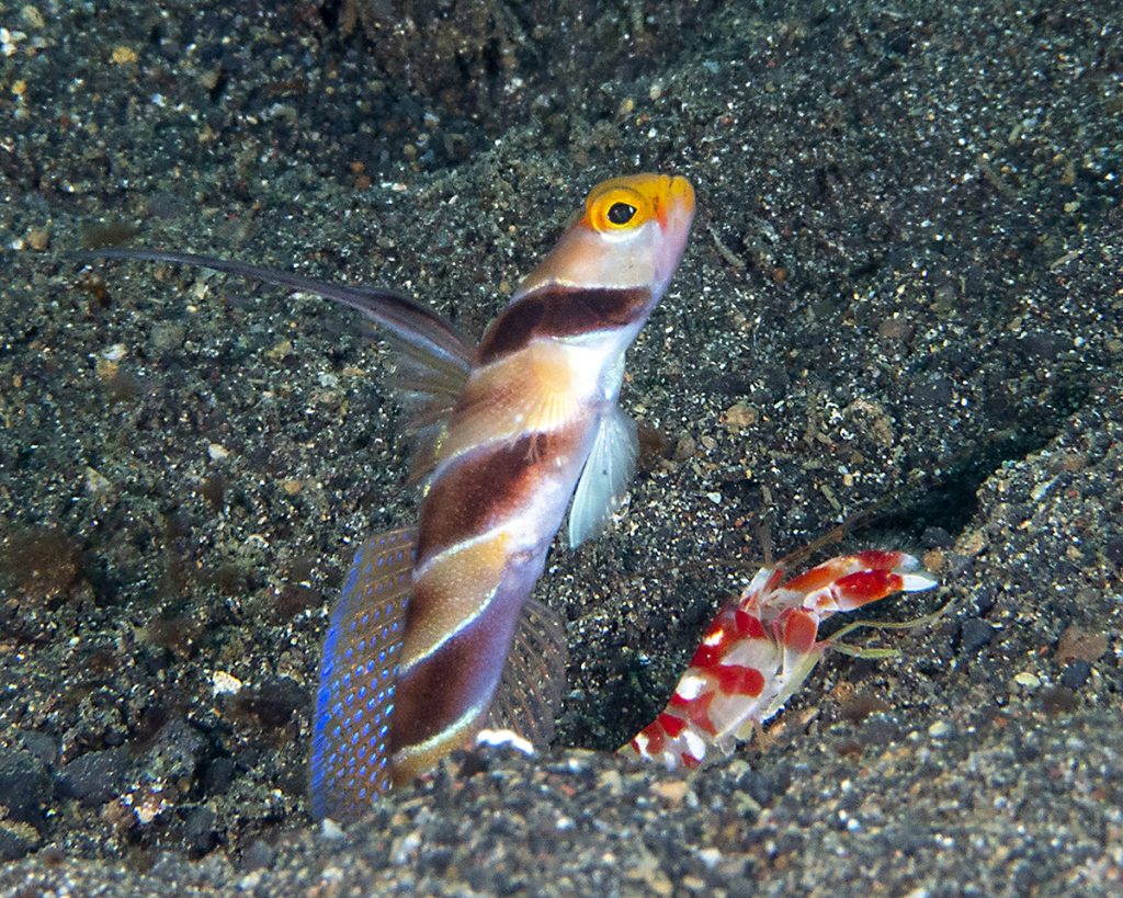 Symbiose entre une crevette qui creuse et nettoie le terrier un gobie qui monte la garde, avec son excellente vue. ••• Symbiosis between a shrimp that digs and cleans the burrow and a goby that stands guard, with its excellent view.