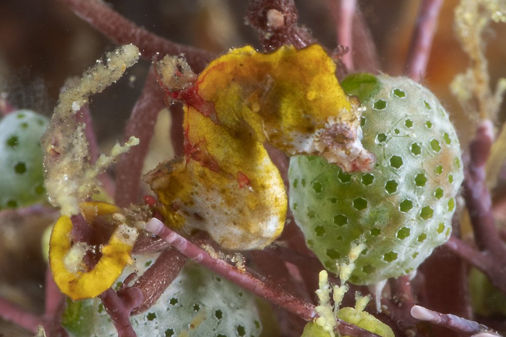 Pour vivre bien, vivons cachés ! Hippocampe nain de Pontoh (10-15 mm !) ••• Living in hiding: Pontoh's pygmy seahorse (10-15 mm!)