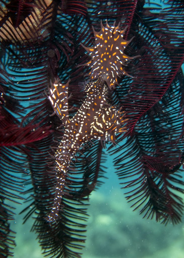 Pour vivre bien, vivons cachés ! Syngnathe-fantôme et comatule. ••• Living in hiding: Ghost pipefish and feather star. 