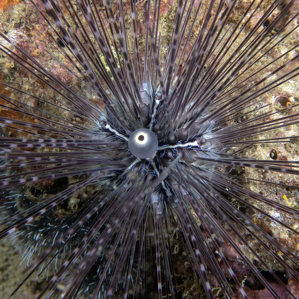 Oursin diadème / Diadema seas urchin