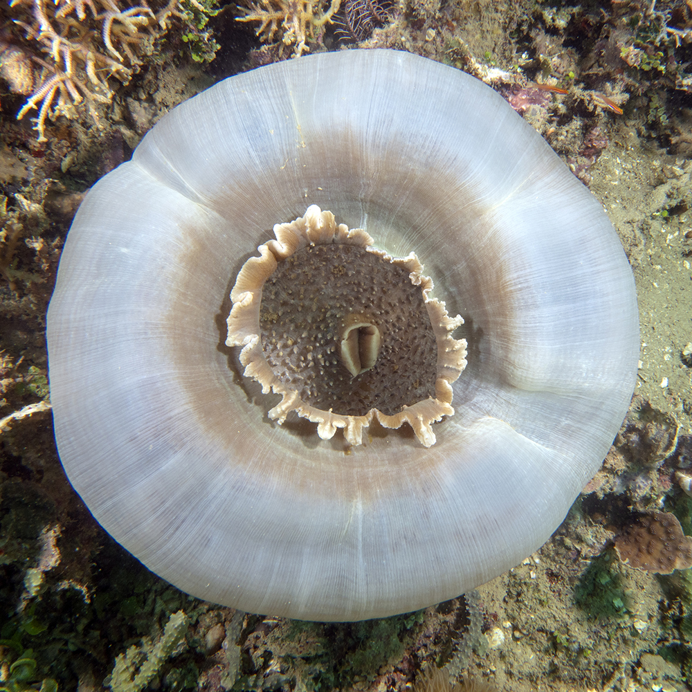 Corallimorphaire ou anémone-disque ••• Corallimorpharian or disk anemone