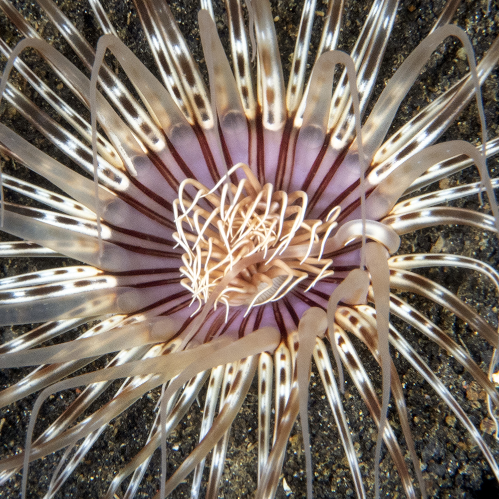 Cérianthe ••• Tube-anemone