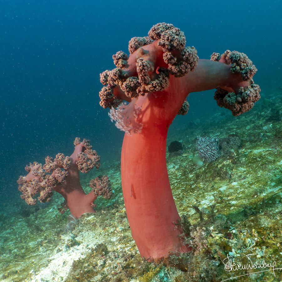 Alcyonaires (coraux mous) / Alcyonarians (soft corals)